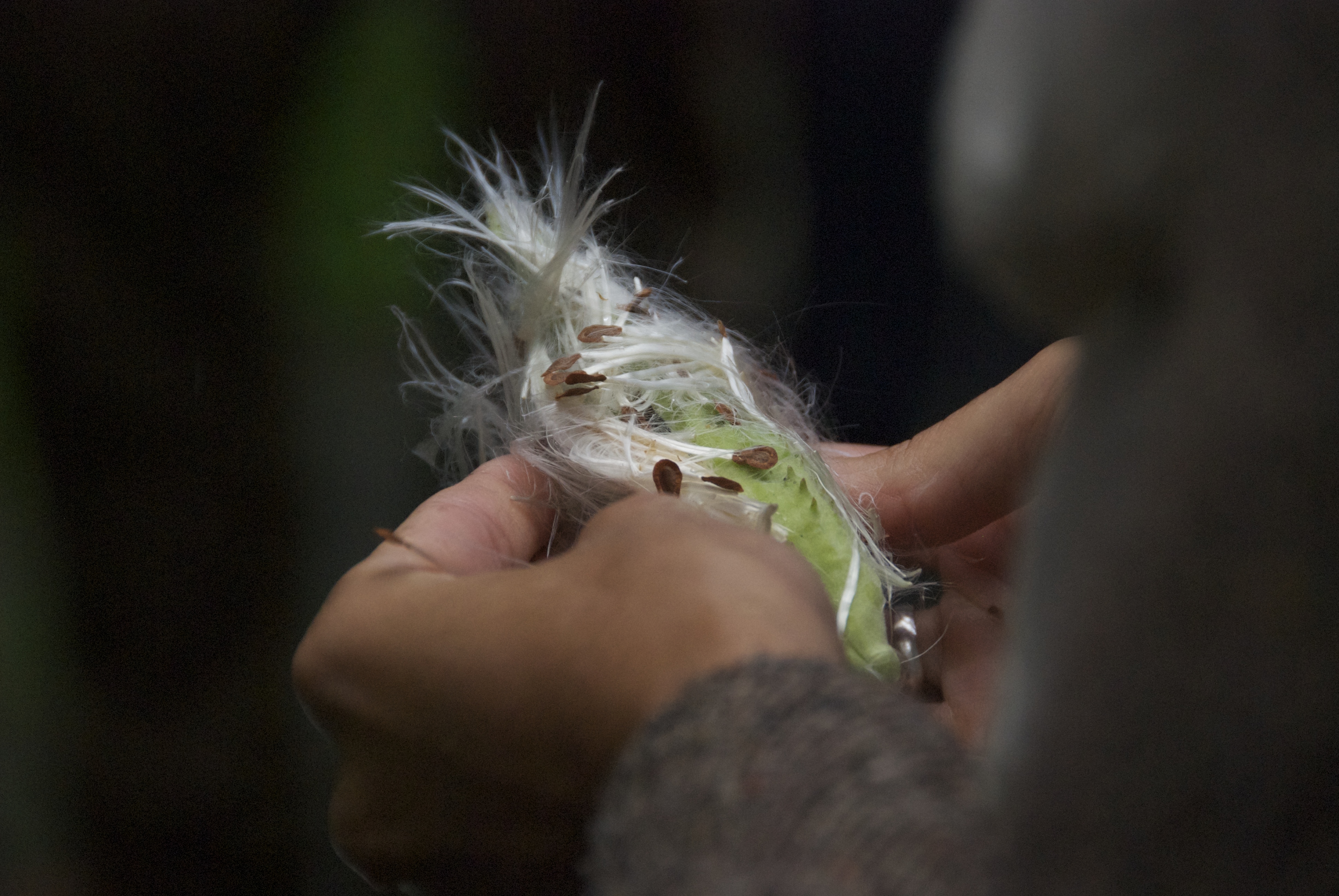 [Image 23 - A milkweed bud found on the Urban greening lab, 13 September 2014. Photo: S. Janssen]